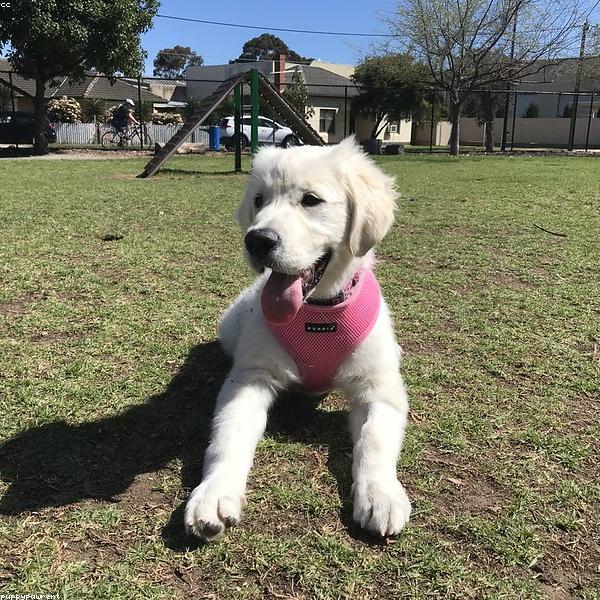 看板犬ハニー