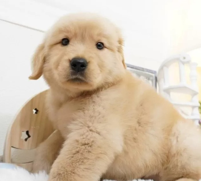 看板犬そら